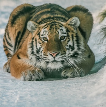 Учёные выяснили, что помогает адаптироваться к неволе амурскому тигру