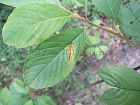 Ржавчинный гриб (0 стадия) на листе крушины ломкой
