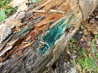 Хлороцибория сине-зеленоватая