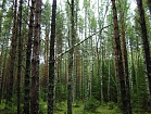 Смешанный лес.