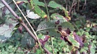 Ржавчинный гриб (0 и 1 стадии) на листе рябины обыкновенной