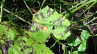 Ржавчинный гриб (0 стадия) на листе мать-и-мачехи