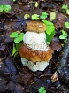 Белый гриб (сожители)