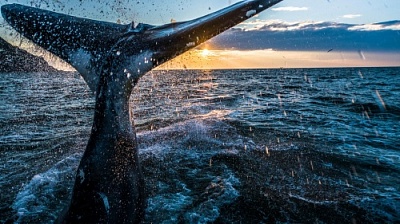 Студентка факультета биологии и экологии ЯрГУ отправилась в экспедицию по изучению китов