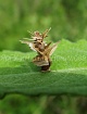 Домик самки бабочки-мешочницы