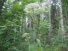 Дудник лесной (соцветие)