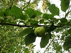 Яблоневый дичок (плоды)