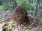 Муравейник рыжего лесного муравья