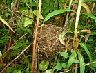 Гнездо  камышевки садовой