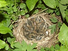 Дрозд-белобровик (птенцы в гнезде)